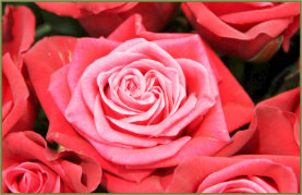 Das Blumenhaus | Geffnete Rosenblte