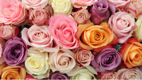 Das Blumenhaus | Rosenarrangement