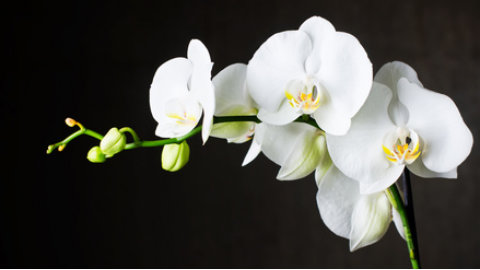 Das Blumenhaus | Weie Orchidee