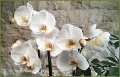 Das Blumenhaus | Schaufenster mit Orchideen