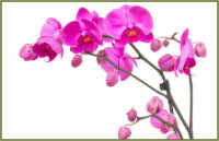 Das Blumenhaus | Orchidee