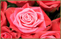 Das Blumenhaus | Geffnete Rosenblte