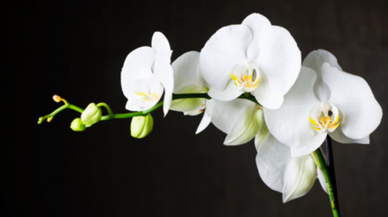 Das Blumenhaus | Weie Orchidee