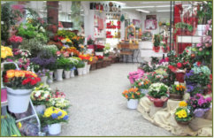 Das Blumenhaus | Blick ins Blumenhaus