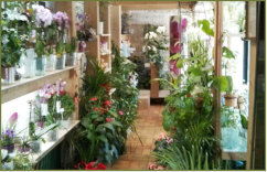 Das Blumenhaus | Orchideenbereich